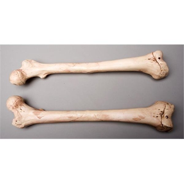 Skeletons And More Skeletons and More SM384DLA Aged Left Femur Bone SM384DLA